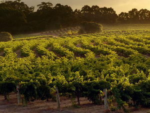 The Top 5 Wine Vineyards to Visit