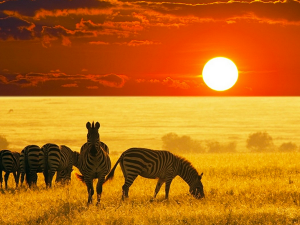 Safari! Southern Africa, the Destination for Your Next Family Vacation