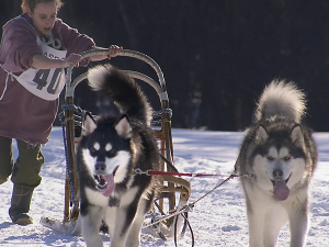 Beat the Winter Blues with a Dog-Sledding Adventure