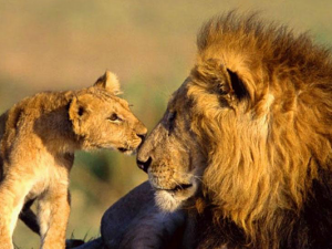 Lion spotting: Top 5 safari adventures