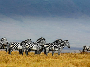 How to go on a Safari and keep safe